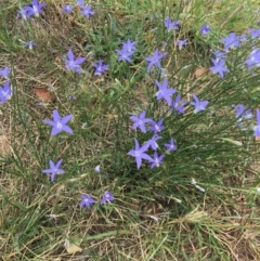 Wahlenbergia sp. at Deakin, ACT - 11 Mar 2019