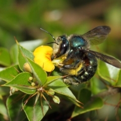 Xylocopa (Lestis) aeratus (Metallic Green Carpenter Bee) at Acton, ACT - 10 Mar 2019 by TimL