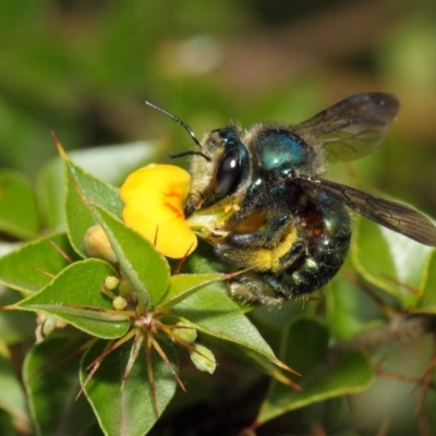 Xylocopa (Lestis) aerata (Golden-Green Carpenter Bee) at Acton, ACT - 10 Mar 2019 by TimL