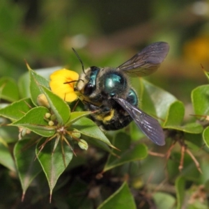 Xylocopa (Lestis) aerata at Acton, ACT - 10 Mar 2019