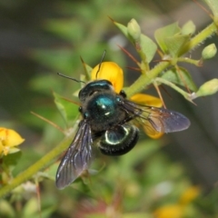 Xylocopa (Lestis) aerata at Acton, ACT - 10 Mar 2019 12:30 PM