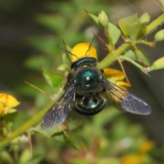 Xylocopa (Lestis) aerata at Acton, ACT - 10 Mar 2019