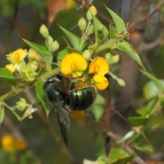 Xylocopa (Lestis) aerata at Acton, ACT - 10 Mar 2019