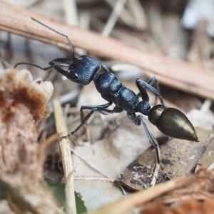 Myrmecia piliventris at Guerilla Bay, NSW - 10 Mar 2019 11:55 AM