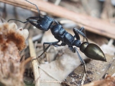 Myrmecia piliventris (Golden tail bull ant) at Guerilla Bay, NSW - 10 Mar 2019 by David