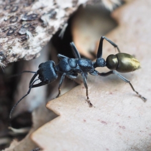 Myrmecia piliventris at Guerilla Bay, NSW - 10 Mar 2019 11:55 AM