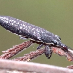 Rhinotia edentula (A belid weevil) at Majura, ACT - 27 Jan 2019 by jb2602