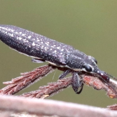 Rhinotia edentula (A belid weevil) at Majura, ACT - 27 Jan 2019 by jb2602