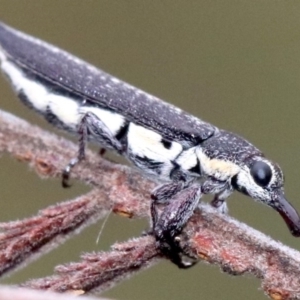 Rhinotia edentula at Majura, ACT - 27 Jan 2019 07:30 AM