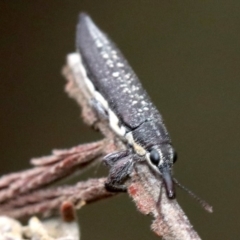 Rhinotia edentula at Majura, ACT - 27 Jan 2019 07:30 AM