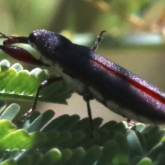 Rhinotia phoenicoptera (Belid weevil) at Cotter Reserve - 21 Feb 2019 by jbromilow50