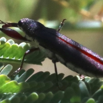 Rhinotia phoenicoptera (Belid weevil) at Paddys River, ACT - 21 Feb 2019 by jbromilow50