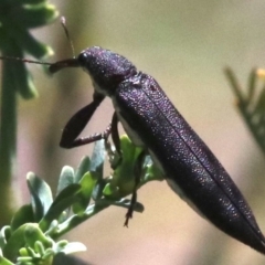 Rhinotia phoenicoptera at Paddys River, ACT - 21 Feb 2019