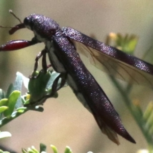 Rhinotia phoenicoptera at Paddys River, ACT - 21 Feb 2019 12:37 PM