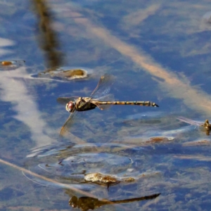 Hemicordulia tau at Forde, ACT - 10 Mar 2019