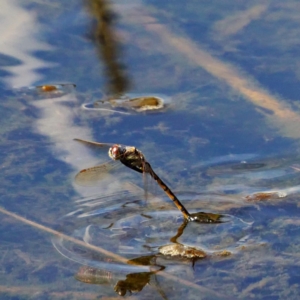 Hemicordulia tau at Forde, ACT - 10 Mar 2019