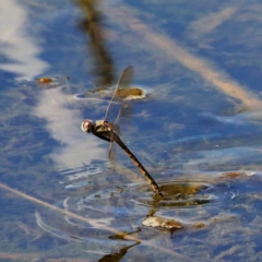 Hemicordulia tau at Forde, ACT - 10 Mar 2019