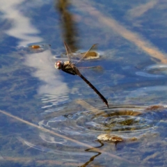 Hemicordulia tau at Forde, ACT - 10 Mar 2019