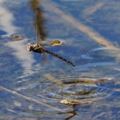 Hemicordulia tau at Forde, ACT - 10 Mar 2019