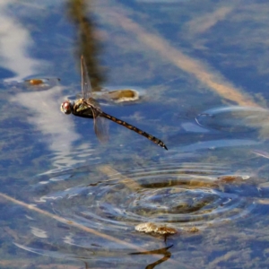 Hemicordulia tau at Forde, ACT - 10 Mar 2019