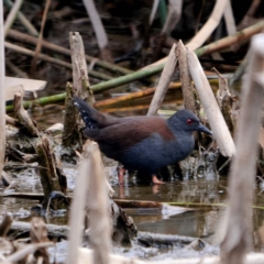 Zapornia tabuensis (Spotless Crake) at Forde, ACT - 9 Mar 2019 by DPRees125