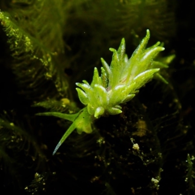 Placida dendritica (A micromollusk) at Bermagui, NSW - 5 Mar 2019 by JackBreedon