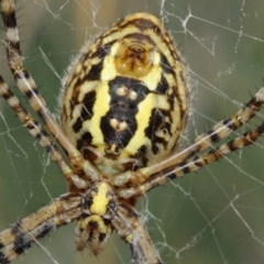 Argiope trifasciata (Banded orb weaver) at Hackett, ACT - 8 Mar 2019 by TimL
