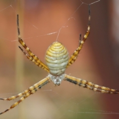 Argiope trifasciata at Hackett, ACT - 8 Mar 2019