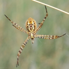 Argiope trifasciata at Hackett, ACT - 8 Mar 2019