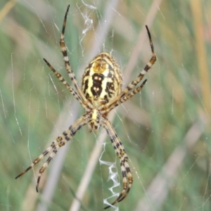 Argiope trifasciata at Hackett, ACT - 8 Mar 2019