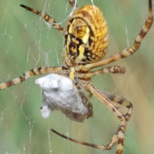 Argiope trifasciata at Hackett, ACT - 8 Mar 2019