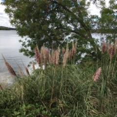 Cortaderia selloana (Pampas Grass) at Lake Burley Griffin West - 9 Mar 2019 by RWPurdie