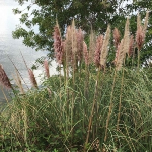 Cortaderia selloana at Acton, ACT - 10 Mar 2019 12:00 AM