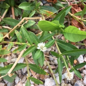 Alternanthera philoxeroides at Acton, ACT - 10 Mar 2019