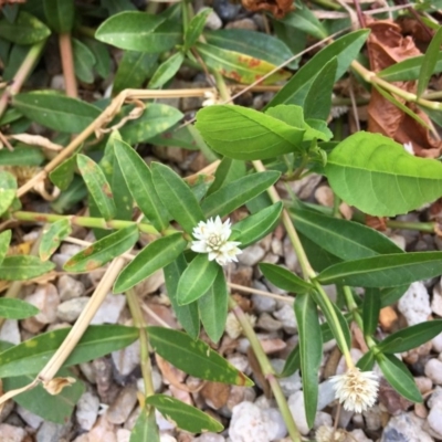 Alternanthera philoxeroides (Alligator Weed) at Lake Burley Griffin West - 9 Mar 2019 by RWPurdie