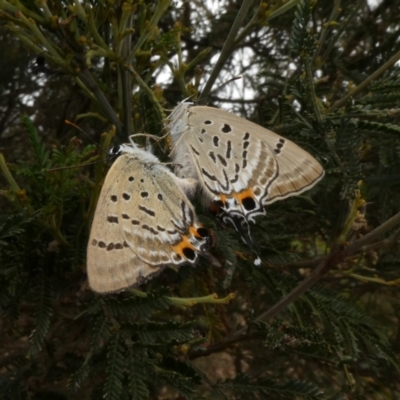 Jalmenus ictinus (Stencilled Hairstreak) at Tuggeranong Hill - 26 Jan 2019 by Owen