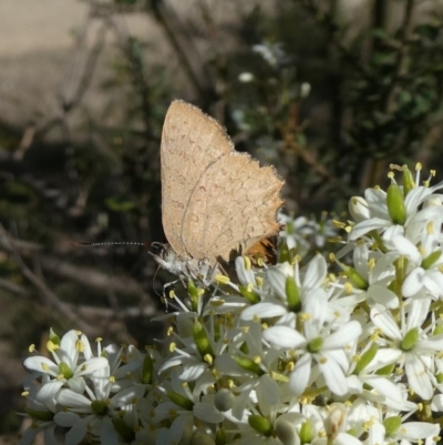 Paralucia pyrodiscus (Fiery Copper) at Theodore, ACT - 1 Jan 2019 by owenh