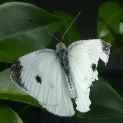 Pieris rapae (Cabbage White) at Kambah, ACT - 9 Mar 2019 by HarveyPerkins