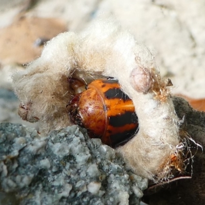 Metura elongatus (Saunders' case moth) at Kambah, ACT - 9 Mar 2019 by HarveyPerkins