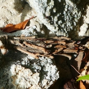 Metura elongatus at Kambah, ACT - 9 Mar 2019 10:09 AM