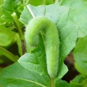 Pieris rapae at Kambah, ACT - 9 Mar 2019