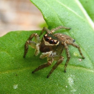 Maratus griseus (Jumping spider) at Kambah, ACT - 9 Mar 2019 by HarveyPerkins