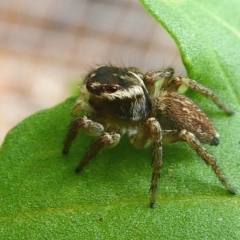 Maratus griseus at Kambah, ACT - 9 Mar 2019