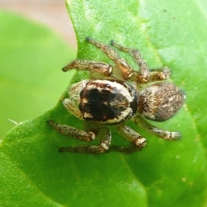 Maratus griseus at Kambah, ACT - 9 Mar 2019