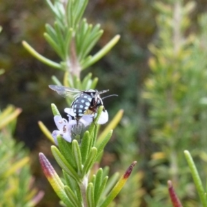 Thyreus caeruleopunctatus at Wanniassa, ACT - 10 Mar 2019 04:53 PM