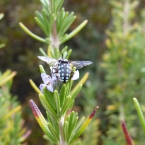 Thyreus caeruleopunctatus at Wanniassa, ACT - 10 Mar 2019 04:53 PM