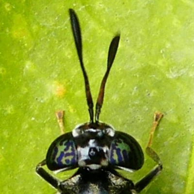 Hermetia illucens (American Soldier Fly) at Kambah, ACT - 9 Mar 2019 by HarveyPerkins