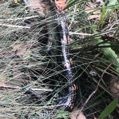 Tiliqua nigrolutea (Blotched Blue-tongue) at Cotter River, ACT - 10 Mar 2019 by ChrisM
