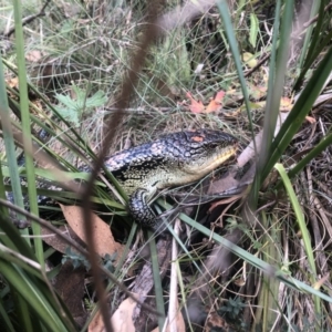Tiliqua nigrolutea at Cotter River, ACT - 10 Mar 2019