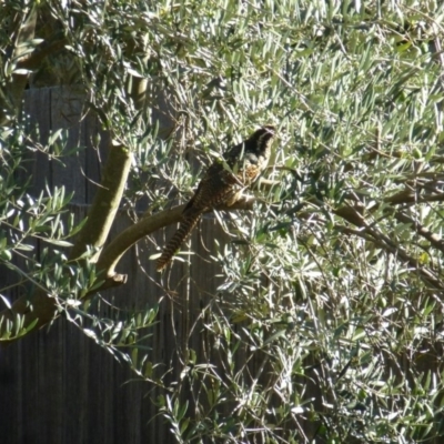 Eudynamys orientalis (Pacific Koel) at Wanniassa, ACT - 2 Mar 2019 by Jenjen